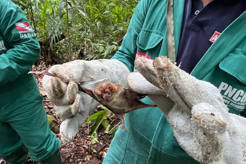 Morcegos vampiros são os transmissores da raiva 