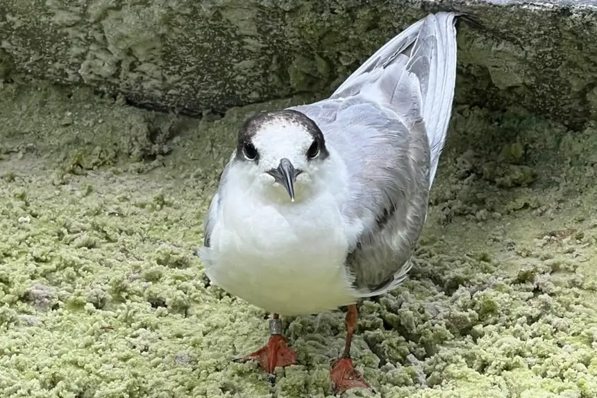 Ave será solta nesta sexta-feira (17), na orla da Universidade Federal do Pará (UFPA)