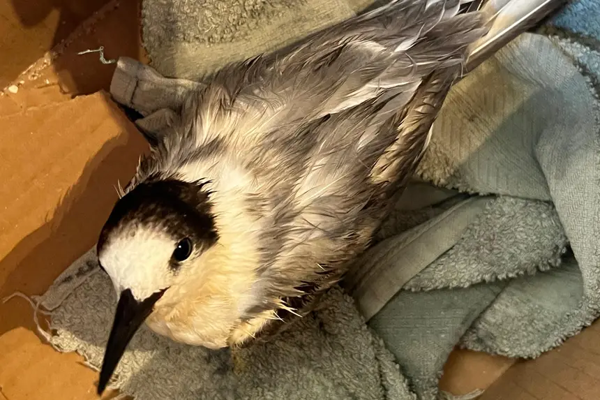 Trinta-réis-boreal chegou ao Mangal debilitada, recebeu tratamento e está apta a retornar à natureza