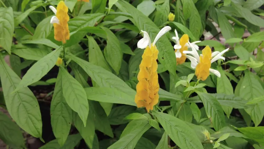 As espécies nativas da Amazônia estarão expostas ao público que poderá apreciar e adquirir um pouco da flora da região
