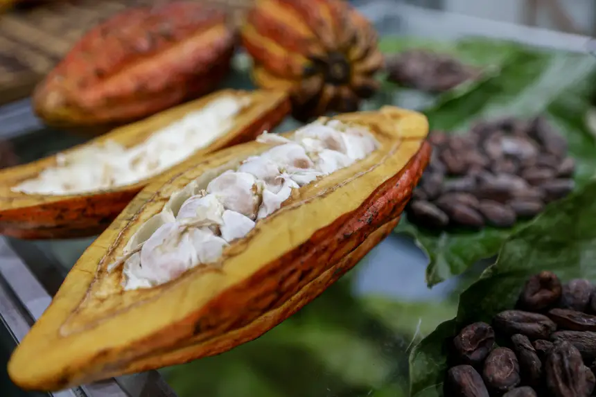  <div class='credito_fotos'>Foto: Pedro Guerreiro / Ag. Pará &nbsp;&nbsp;|&nbsp;&nbsp; <a href='/midias/2026/originais/20260425190718-GF00026947-F00515468.jpg' download><i class='fa-solid fa-download'></i> Download</a></div>