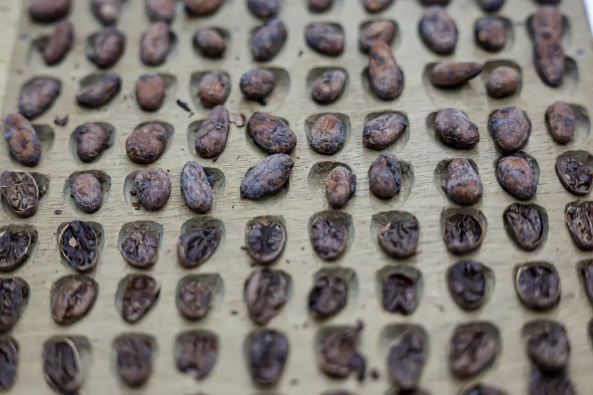  <div class='credito_fotos'>Foto: Pedro Guerreiro / Ag. Pará &nbsp;&nbsp;|&nbsp;&nbsp; <a href='/midias/2026/originais/20260426195041-GF00026950-F00515535.jpg' download><i class='fa-solid fa-download'></i> Download</a></div>