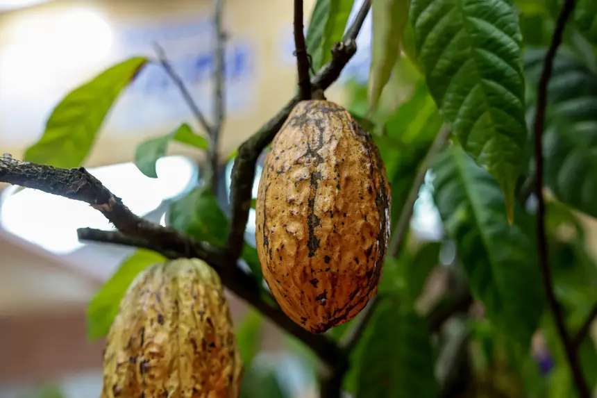  <div class='credito_fotos'>Foto: Pedro Guerreiro / Ag. Pará &nbsp;&nbsp;|&nbsp;&nbsp; <a href='/midias/2026/originais/20260426195124-GF00026950-F00515559.jpg' download><i class='fa-solid fa-download'></i> Download</a></div>