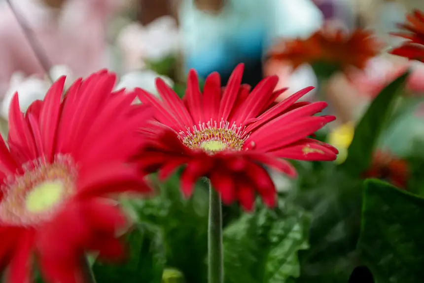  <div class='credito_fotos'>Foto: Pedro Guerreiro / Ag. Pará &nbsp;&nbsp;|&nbsp;&nbsp; <a href='/midias/2026/originais/20260426195135-GF00026950-F00515565.jpg' download><i class='fa-solid fa-download'></i> Download</a></div>