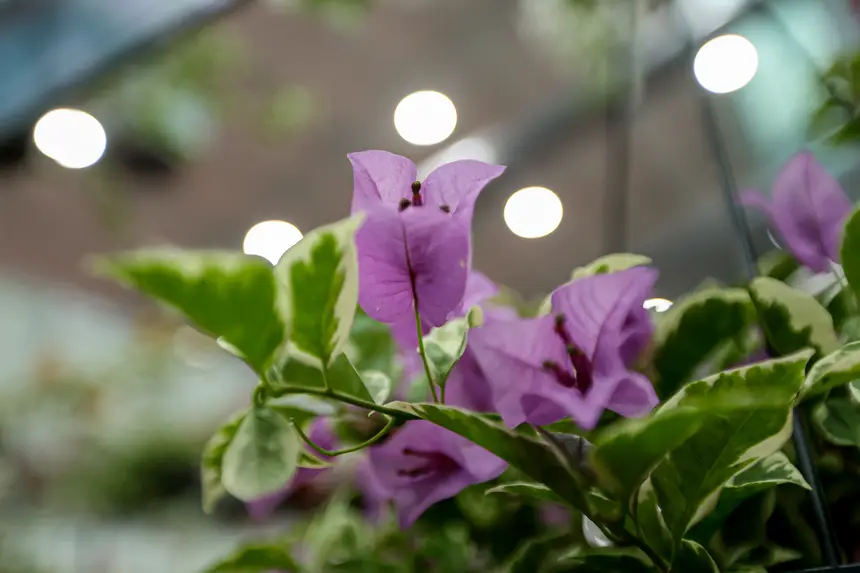  <div class='credito_fotos'>Foto: Pedro Guerreiro / Ag. Pará &nbsp;&nbsp;|&nbsp;&nbsp; <a href='/midias/2026/originais/20260426195142-GF00026950-F00515569.jpg' download><i class='fa-solid fa-download'></i> Download</a></div>