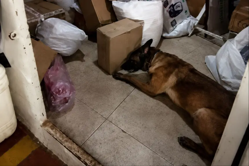 A cadela farejadora Ísis tem desempenhado papel fundamental no combate ao tráfico de drogas e na localização de entorpecentes na região do Baixo Amazonas