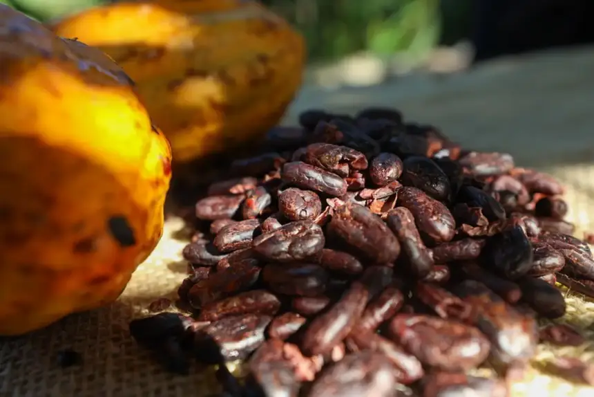 As amêndoas de cacau do Pará - muitas premiadas no Brasil e no exterior- estarão entre a oferta de produtos expostos na feira