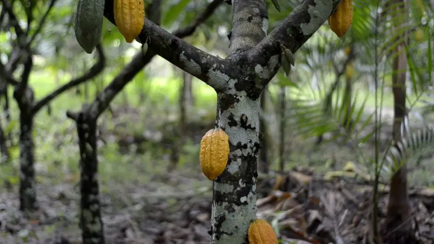 O cacau do Pará é cultivado predominantemente em harmonia com a preservação do meio ambiente 