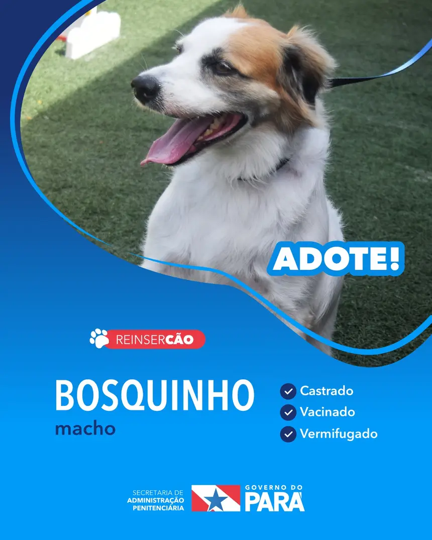 Projeto "ReinserCão" promove adoções de cães