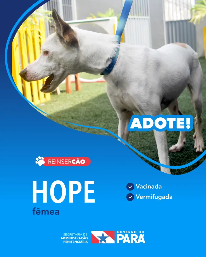 Projeto "ReinserCão" promove adoções de cães