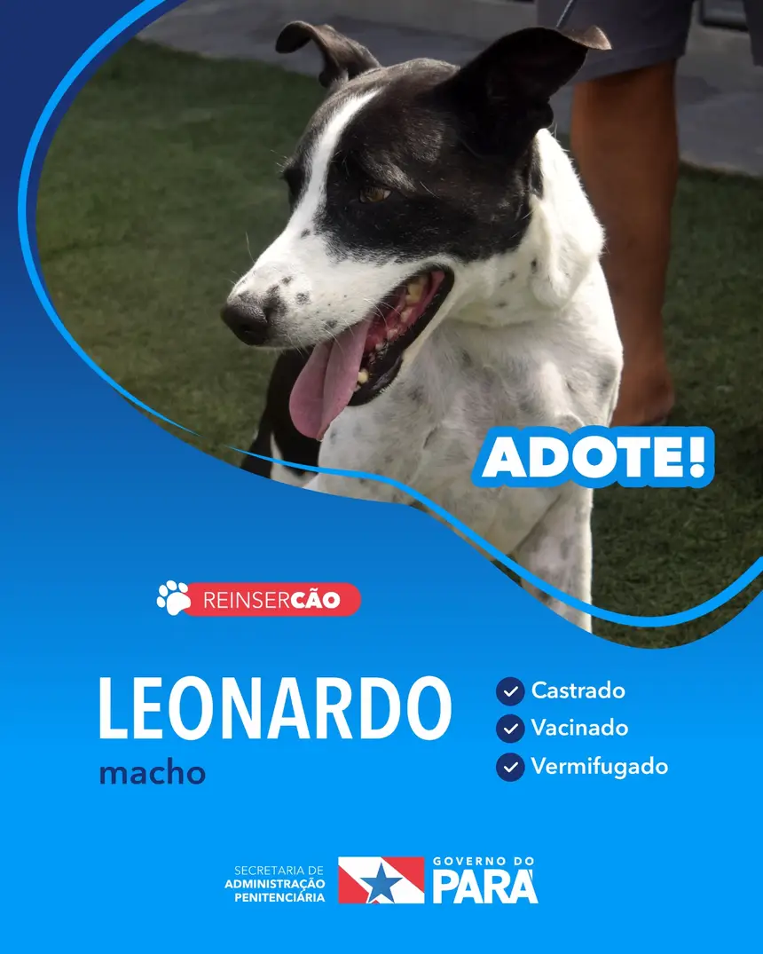 Projeto "ReinserCão" promove adoções de cães