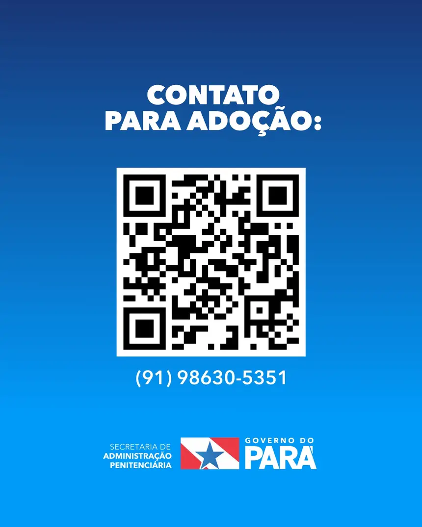Projeto "ReinserCão" promove adoções de cães
