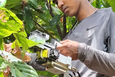 notícia: Projeto estuda a viabilidade econômica e impactos da irrigação e da agricultura de sequeiro no plantio do cacau amazônico