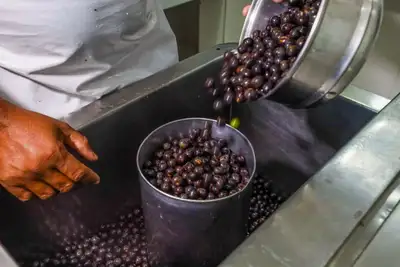 notícia: Sedap capacitou mais de três mil batedores com orientações sobre boas práticas de manipulação do açaí