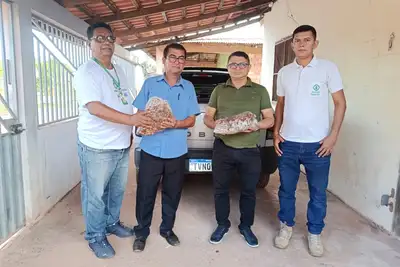 notícia: Com Emater, famílias da Vila de Barreiras, em Almeirim, aumentam produção de açaí 