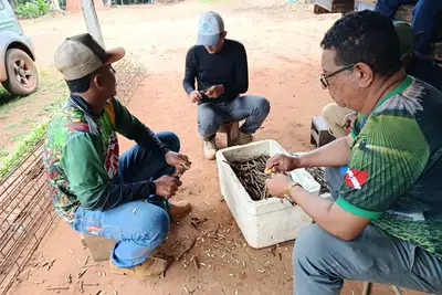 notícia: Emater incentiva produção de cacau em Almeirim no Baixo Amazonas