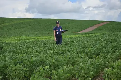 notícia: Sojicultores paraenses têm até 28 de fevereiro para realizar cadastro obrigatório na Adepará