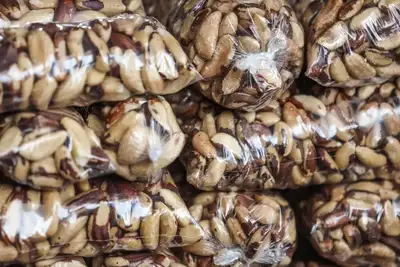 notícia: Safra da castanha-do-pará inicia na Floresta Estadual do Trombetas e impulsiona a bioeconomia no oeste paraense