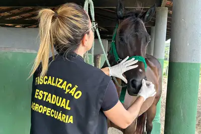 notícia: Adepará intensifica fiscalização em haras para prevenir doenças em cavalos