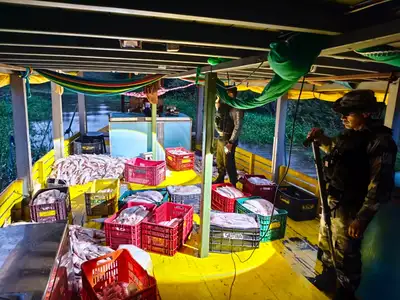 notícia: Base Fluvial Candiru, da Segup, intercepta 5 toneladas de mapará durante período de defeso em Óbidos