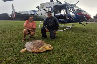 notícia: Graesp transporta até unidade da Ufra tartaruga marinha encontrada em praia de Salinópolis