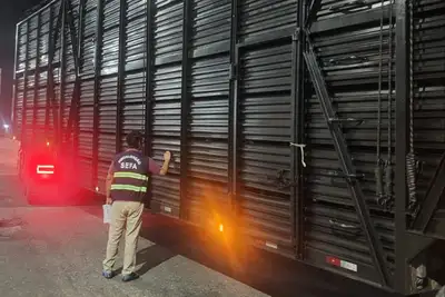 notícia: Sefa apreende 120 cabeças de gado em Cachoeira do Piriá