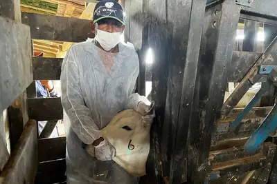 notícia: Adepará capacita 20 agentes vacinadores contra brucelose em São Domingos do Capim