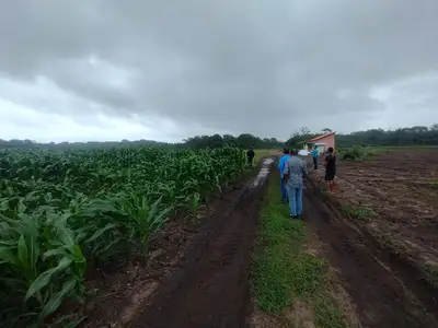 notícia: Com apoio da Emater, peconheiros do Marajó têm acesso a crédito rural fortalecido e tecnologias sustentáveis