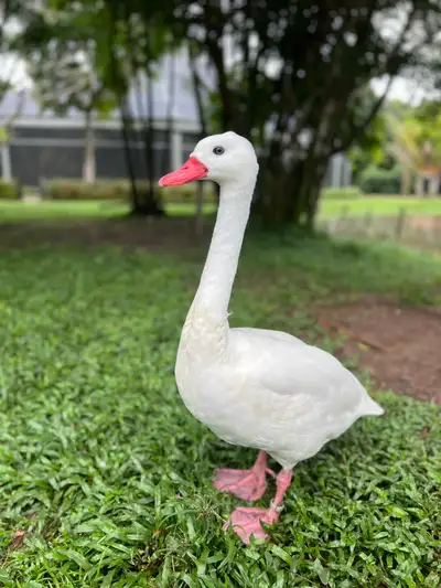 notícia: Mangal das Garças promove edição especial do 'Ecozoo' em alusão ao Dia das Mulheres