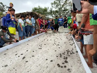 notícia: Mais de 1.200 quelônios retornam à natureza em ação de conservação na Floresta Estadual de Faro
