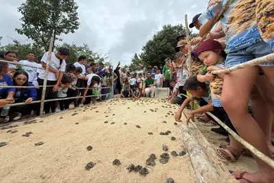 notícia: Comunidade do Português devolve mais de 1,1 mil quelônios à natureza na Floresta Estadual de Faro
