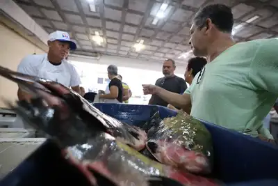 notícia: Estado publica decreto que restringe a saída do pescado in natura para garantir o abastecimento do mercado interno 