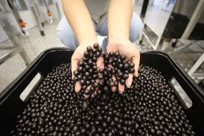 notícia: Estudo da Fapespa revela que Pará detém 93,8% do valor da produção nacional de açaí