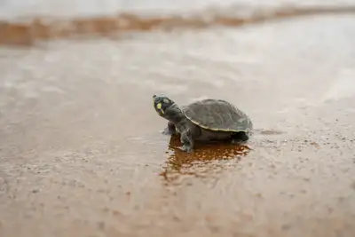 notícia: Planejamento integrado fortalece proteção aos quelônios no Tabuleiro do Embaubal para 2026