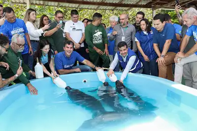 notícia: No Dia Estadual do Peixe-boi, governo do Pará reforça preservação da espécie com entrega de equipamentos à ZooUNAMA, em Santarém