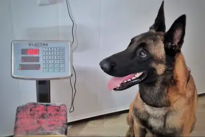 notícia: Polícia apreende 15 tabletes de “supermaconha” em embarcação com destino a Belém