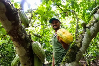 notícia: Pará impulsiona cadeia do cacau com incentivo à produção e fomento à exportação