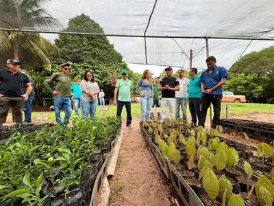 notícia: Expansão de viveiros melhora qualidade de sementes e mudas no Pará