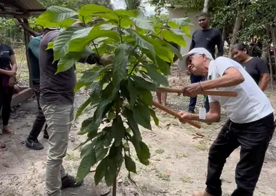 notícia: Emater promove oficina sobre plantio de cacau em São Domingos do Capim