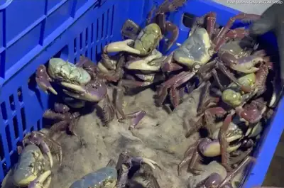 notícia: Caranguejos estão entre os produtos mais procurados na Semana do Pescado no Pará