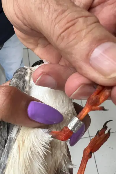 Identificação da anilha metálica na perna da ave