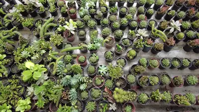 notícia: Hangar recebe Flor Pará neste mês de abril, uma vitrine viva das plantas amazônicas