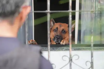notícia: Polícias Civil e Científica realizam operação de combate aos maus-tratos de animais