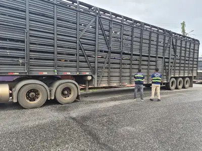 notícia: Sefa apreende 80 cabeças de gado, pneus e torre metálica
