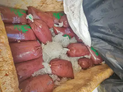 notícia: Mais de 200 litros de açaí sem origem comprovada são apreendidos por agentes da Base Fluvial Candiru