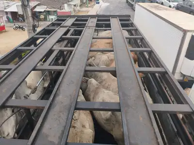 notícia: Sefa apreende carga de 90 cabeças de gado