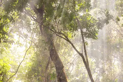 notícia: Governadora Hana Ghassan institui Dia Estadual das Unidades de Conservação e reforça agenda ambiental do Pará