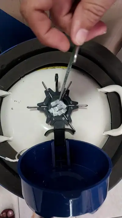 Os sêmens são armazenados em botijões com temperatura adequada para preservação do material