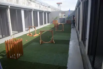 notícia: Projeto da Seap, o ReinserCão, amplia adoção responsável de animais resgatados 