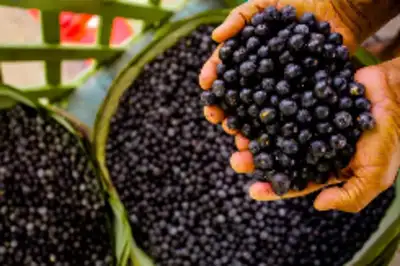 notícia: Governo do Pará avança na atração de investimentos para o futuro Distrito Industrial de Breves com projeto ligado à cadeia do açaí